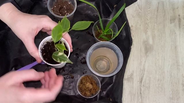 Пересадка укорененных черенков фикусов смотреть онлайн