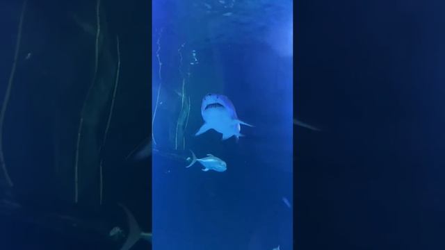 Bull Shark. Акула-Бык. #shorts смотреть онлайн