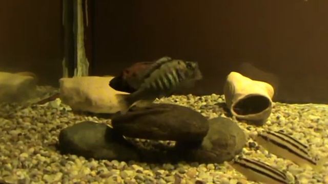 Viktoria cichlids breeding - Haplochromis Nyererei смотреть онлайн