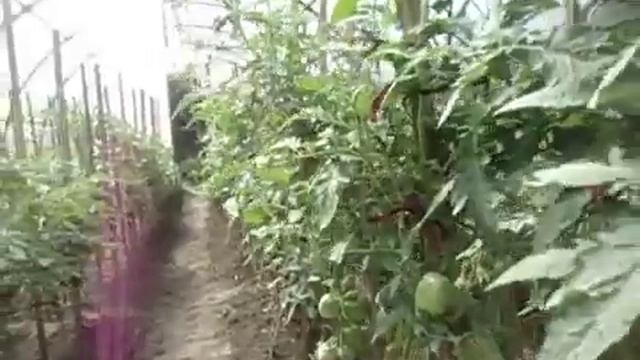 Выращивание помидор в теплице, сколько и как ? смотреть онлайн