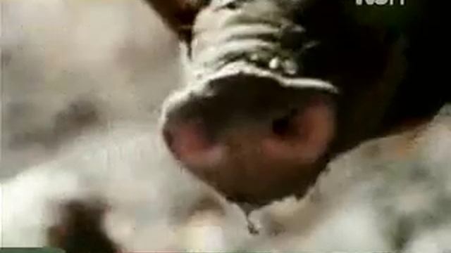 Instinto Animal - La Babirusa смотреть онлайн