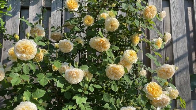 【彬彬有院】花 •880我的小花园玫瑰简介之二//藤本月季龙沙宝石（Eden)，欢笑格鲁吉亚（Teasing Georgia），慷慨的园丁(The Generous Gardener)等等 смотреть онлайн