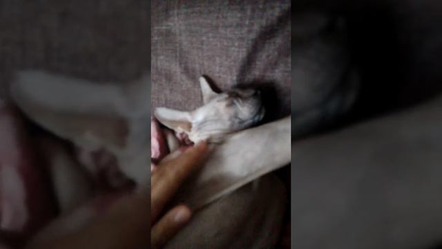 Моя кошка просто кайфует