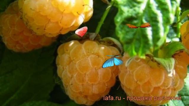 Малина желтоплодная Беглянка (rubus beglianka) ? Беглянка обзор: как сажать, саженцы малины Беглянк смотреть онлайн