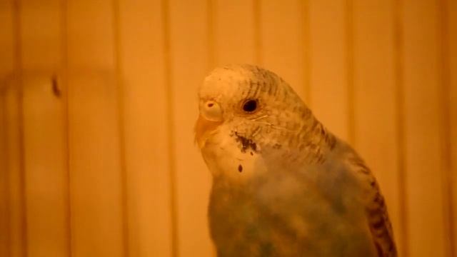 Дрессировка волнистого попугая смотреть онлайн