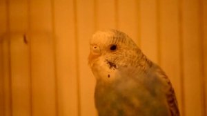 Дрессировка волнистого попугая