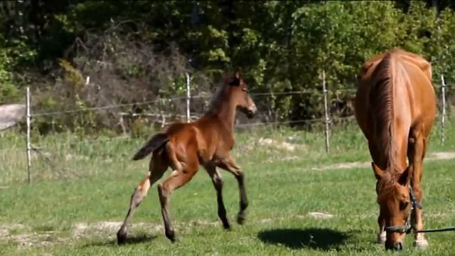 кобылка Панта Бей (Бродвей - Потеха) тракененская порода смотреть онлайн