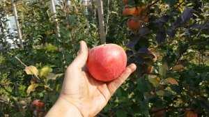 Яблоня Фуджи Ятака