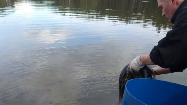 Большая Щука на Калиновке в секторе Б смотреть онлайн