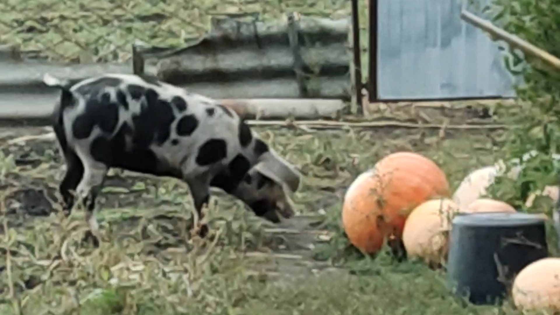 Свинья выбежала из свинарника на огород смотреть онлайн