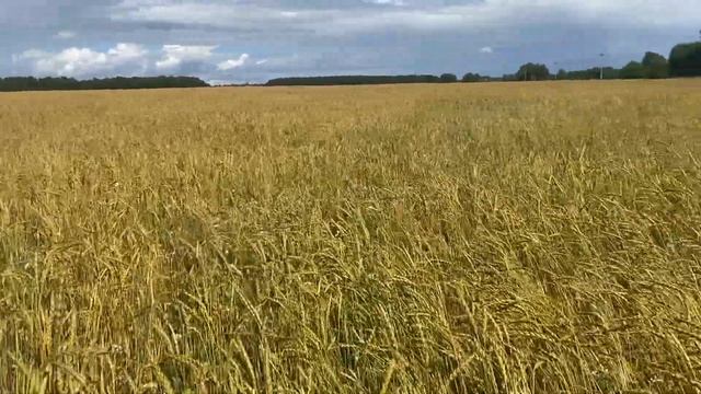 Спельта (дикая пшеница) фермы «Чёрный хлеб» смотреть онлайн