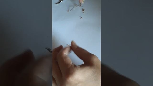 Фиалка семенами/Saintpaulia seed смотреть онлайн