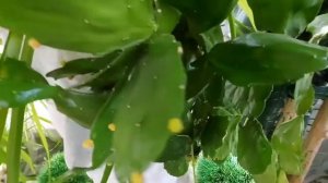 это, вы не видели : цветущее 3х метровое  дерево - КАКТУС бразилиоопунция