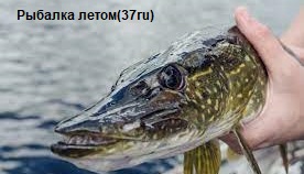 Ловля щуки на живца в июле в жару смотреть онлайн