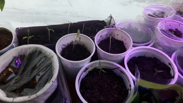 Рассада цветов и овощей на 10.3.2017 и маленький секрет,что бы рассада не вытягивалась смотреть онлайн