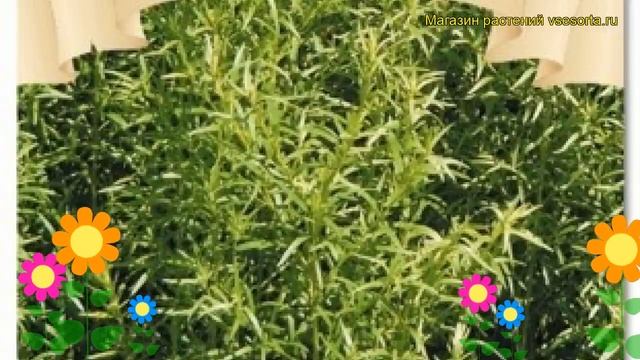 Эстрагон Монарх (Эстрагон Monarkh). Краткий обзор, описание характеристик, где купить, семена смотреть онлайн