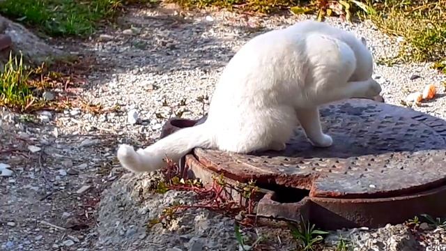 Белая кошка гуляет по газону. смотреть онлайн