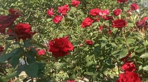 Роза Блэк Мэджик.Одна из красивейших роз.Прлучила награду  Золотая роза.