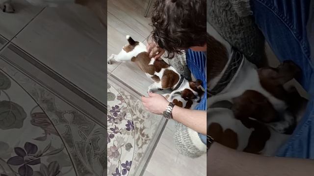 Мама Йоко не отдает щеночка #собаки #джекрассел #jackrussell #dog #jrt смотреть онлайн