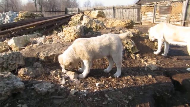 МЕРЕЙ смотреть онлайн
