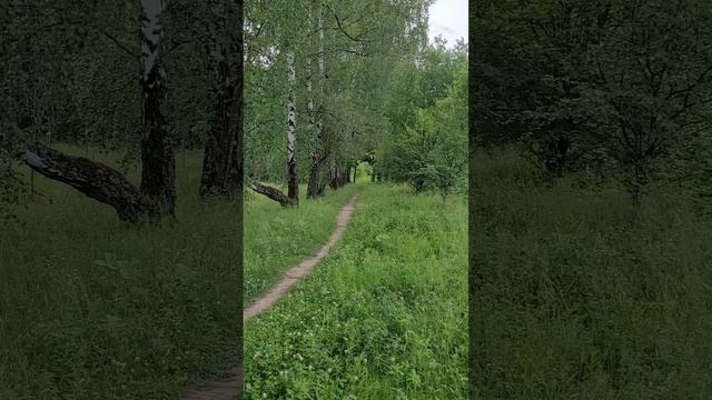 Бутовский лес. Березовая аллея. Июнь 2024г.mp4 смотреть онлайн