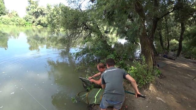 ЛОВЛЯ ДИКОГО САЗАНА НА КУБАНИ(река КУБАНЬ)!РЫБАЛКА С НОЧЕВКОЙ.ЗАПЕЧЕННЫЙ КАРТОФЕЛЬ В УГЛЕ!!! смотреть онлайн