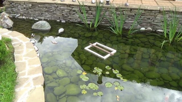 Пруд на даче с карпами кои своими руками.