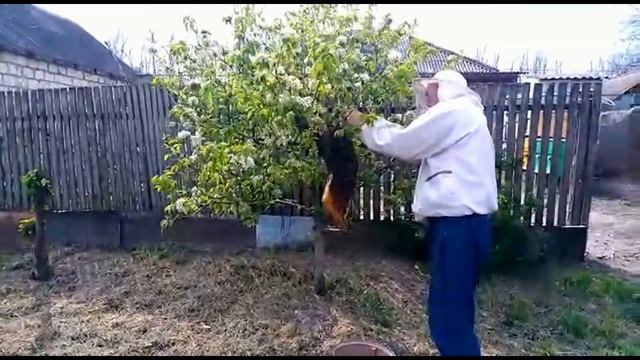 СНИМАЮ РОЙ ПЧЕЛ С ЯБЛОНИ- собираю рой пчел в роевню смотреть онлайн