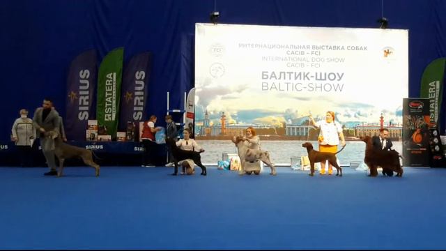 22.10.2021, СПб. "БАЛТИК-ШОУ" (CACIB). Клуб "Северная Венеция смотреть онлайн