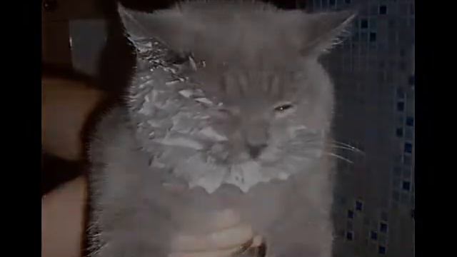 Забавные Коты смотреть онлайн