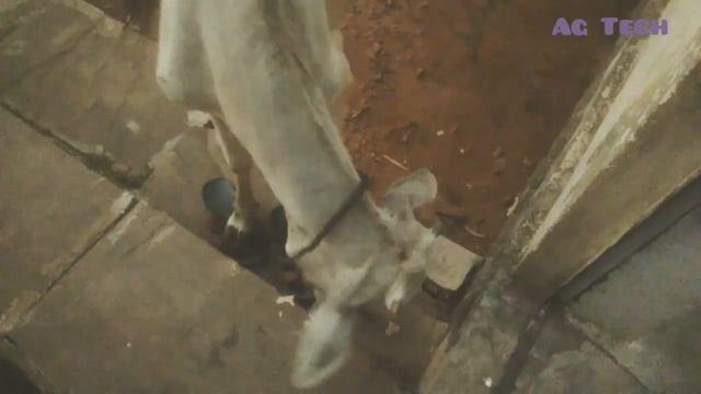 Hungry cow baby | Cow Videos for Children | Funny Cow Videos | Cutes Cows Video | смотреть онлайн