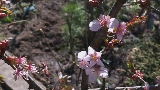 Садите вишни - слова излишни