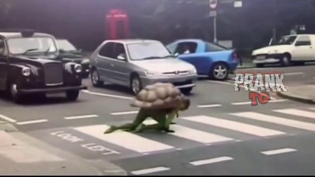 черепашка.mp4 смотреть онлайн