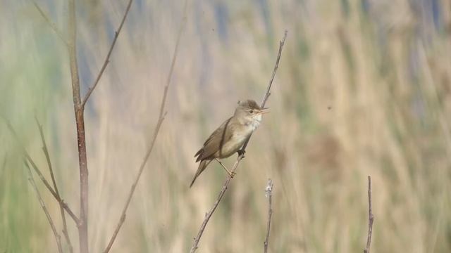 ROUSSEROLLE VERDEROLLE vue et chant RNOP 27MAI2012.MOV смотреть онлайн