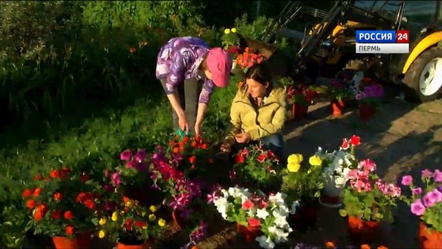 Цветы-однолетники: чем украсить свой сад