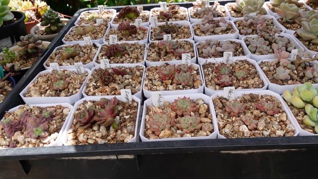 Spot & Treat Mealybug, Soil Mix Matters | VLOG #165 - Succulents & Coffee W/ Liz