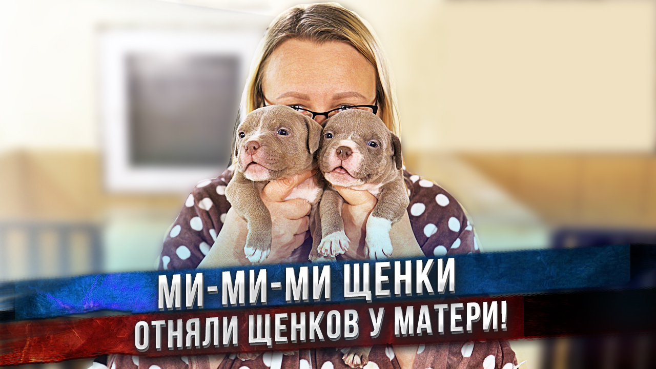Собака кормит своих щенков последний раз в жизни! Больше у неё не будет детей... Мы забрали щенков. смотреть онлайн