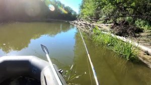 Рыбалка на живца в корягах!