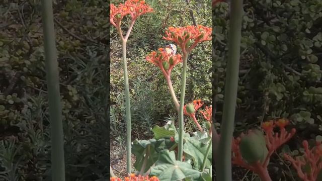 #Buddha Belly plant #Jatropha podagrica #Ornamental #Euphorbiaceae смотреть онлайн