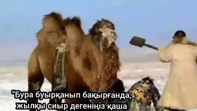 "Бура буырқанып бақырғанда,жылқы сиыр дегеніңіз қаша жөнелді" смотреть онлайн