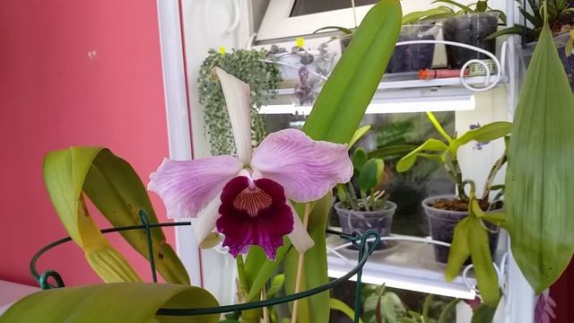 Цветение Laelia purpurata (trilabelo × striata orla bca. "Cheida") смотреть онлайн