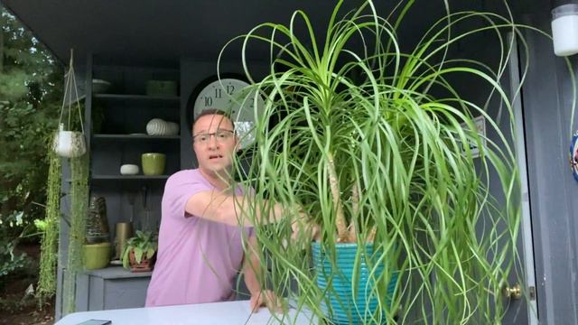 Ponytail Palm Care (Light, Water, Soil, Fertilizer, Pot Types, and brown tips and yellow leaves) смотреть онлайн