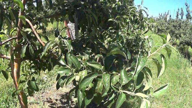 В саду поблизости: смотреть онлайн