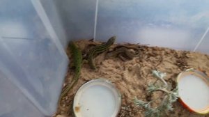 Как содержать ящериц в домашних условиях.