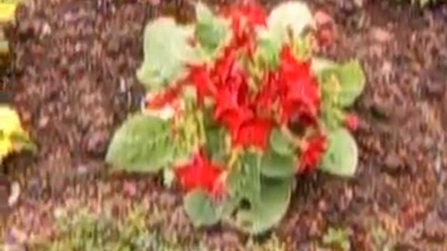 Эрбах-7.AVI смотреть онлайн