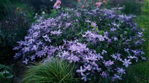 Клематисы и розы! Сад во всей красе...