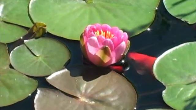Lilly Opening смотреть онлайн