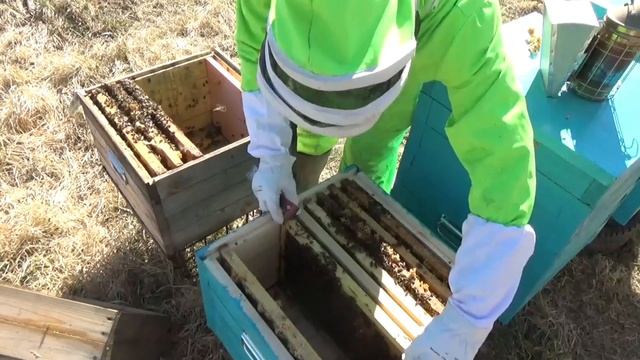 Эксперимент!!!даём вощину 7.04.2020,кто быстрей её оттянет,Карника или Среднерусская??? смотреть онлайн