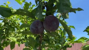 Шарафуга. 20 августа 2022 года. Самарская область