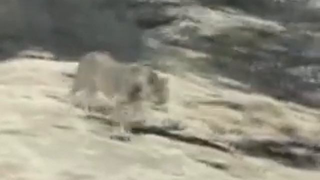 The lion | Встреча со львенком смотреть онлайн